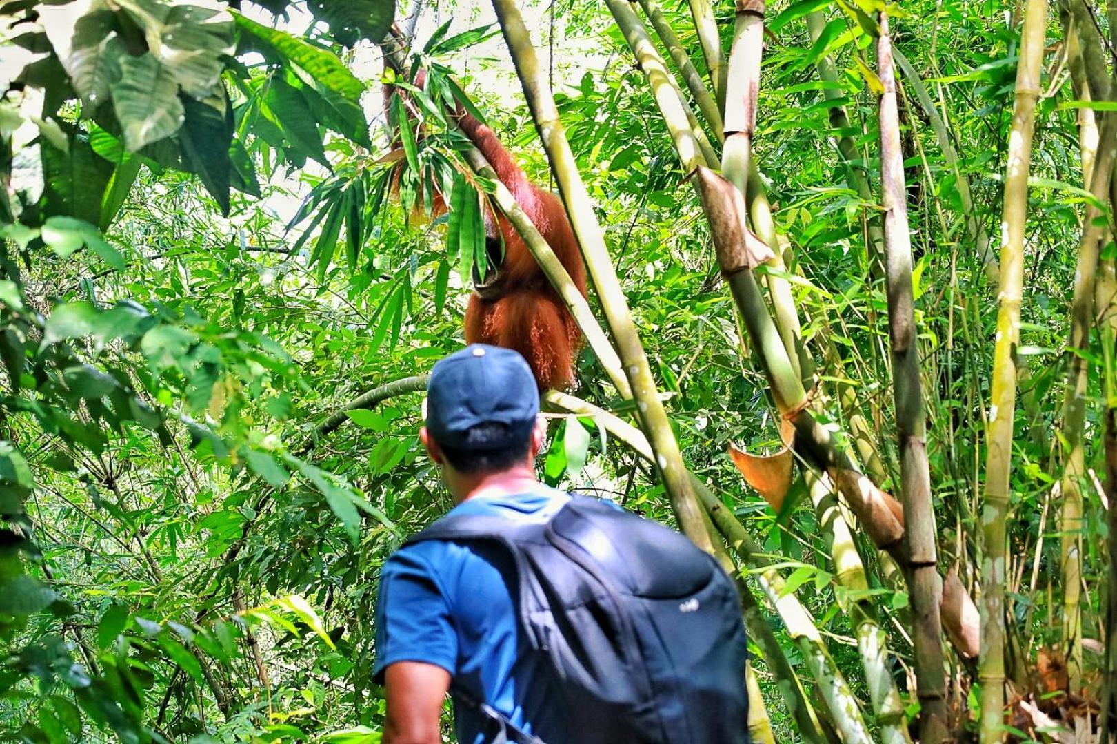 Batu Kapal Guest House & Jungle Trekking Букит Лаванг Екстериор снимка