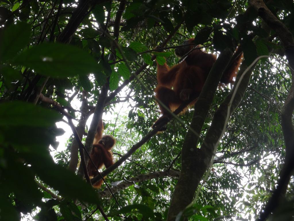 Batu Kapal Guest House & Jungle Trekking Букит Лаванг Екстериор снимка